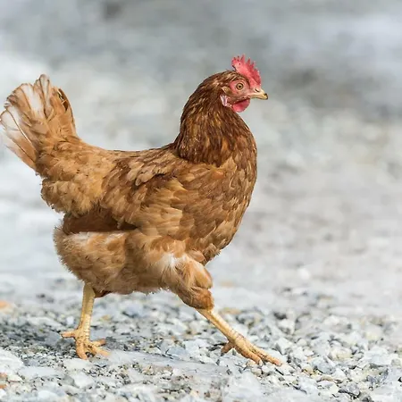 Mosergut Weisspriach